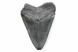 Fossil Megalodon Tooth - South Carolina #370462-1